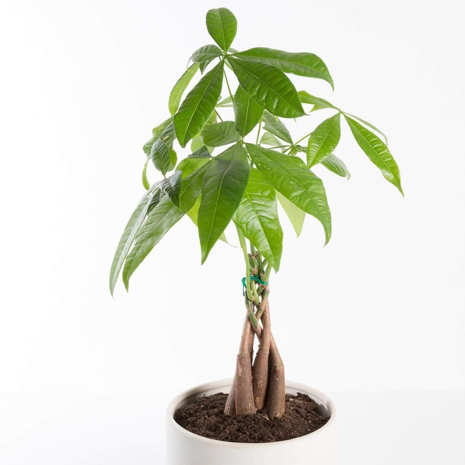 Urban Sprouts Plant 6" in nursery pot Money Tree 'Braided'