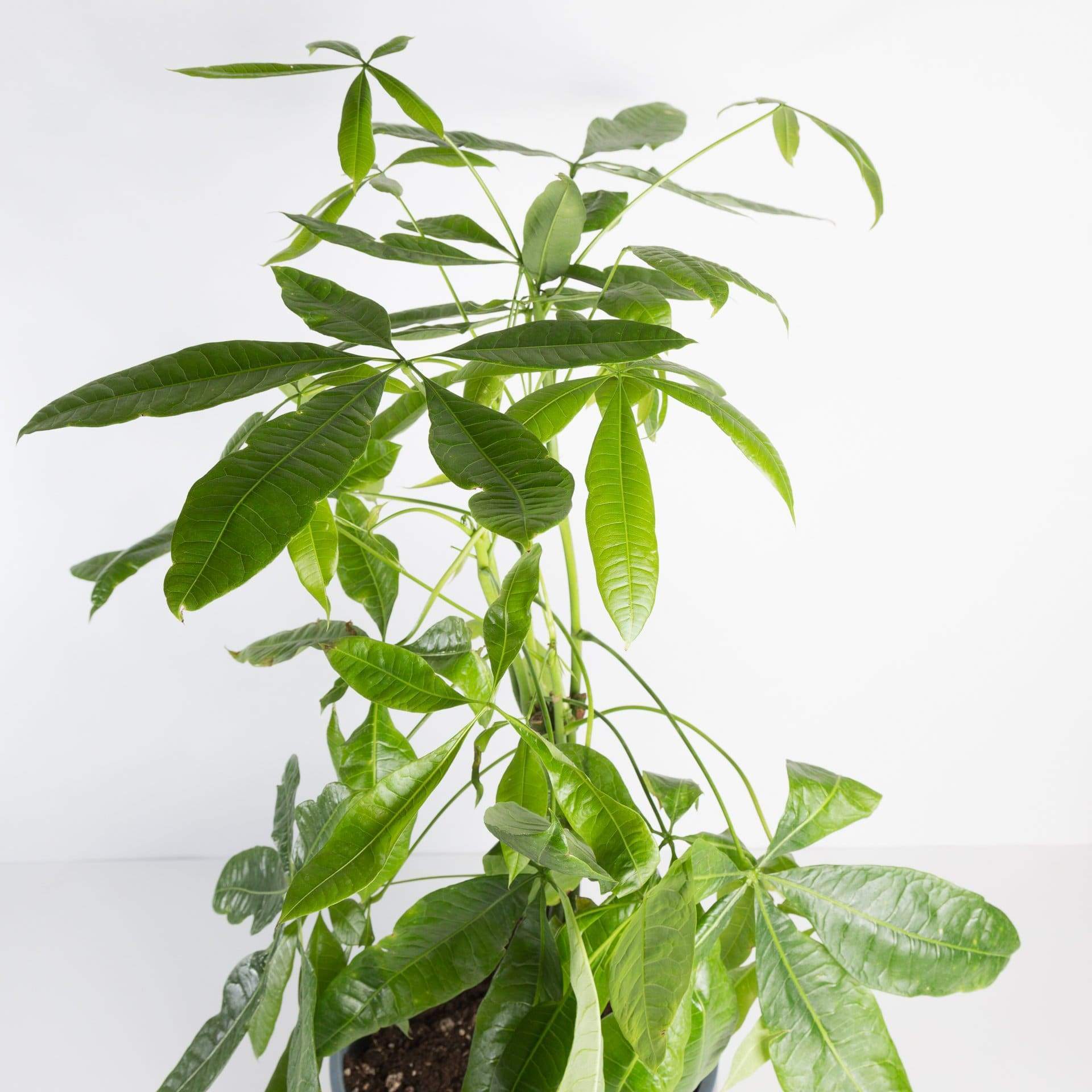 Urban Sprouts Plant Money Tree 'Braided'