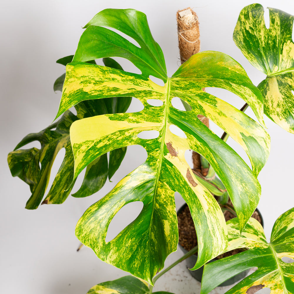 Monstera 'Aurea' 8" - Urban Sprouts
