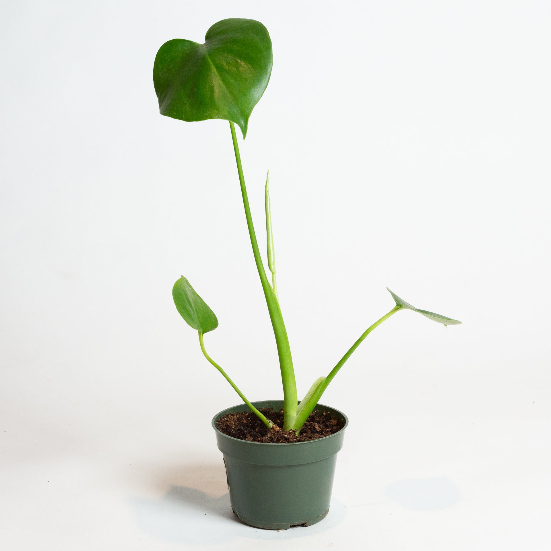 Monstera 'Deliciosa' 4" - Urban Sprouts