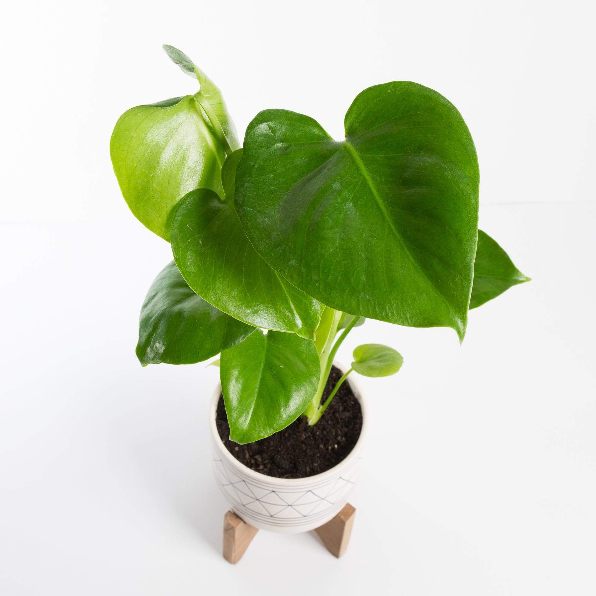 Urban Sprouts Plant Monstera 'Deliciosa'