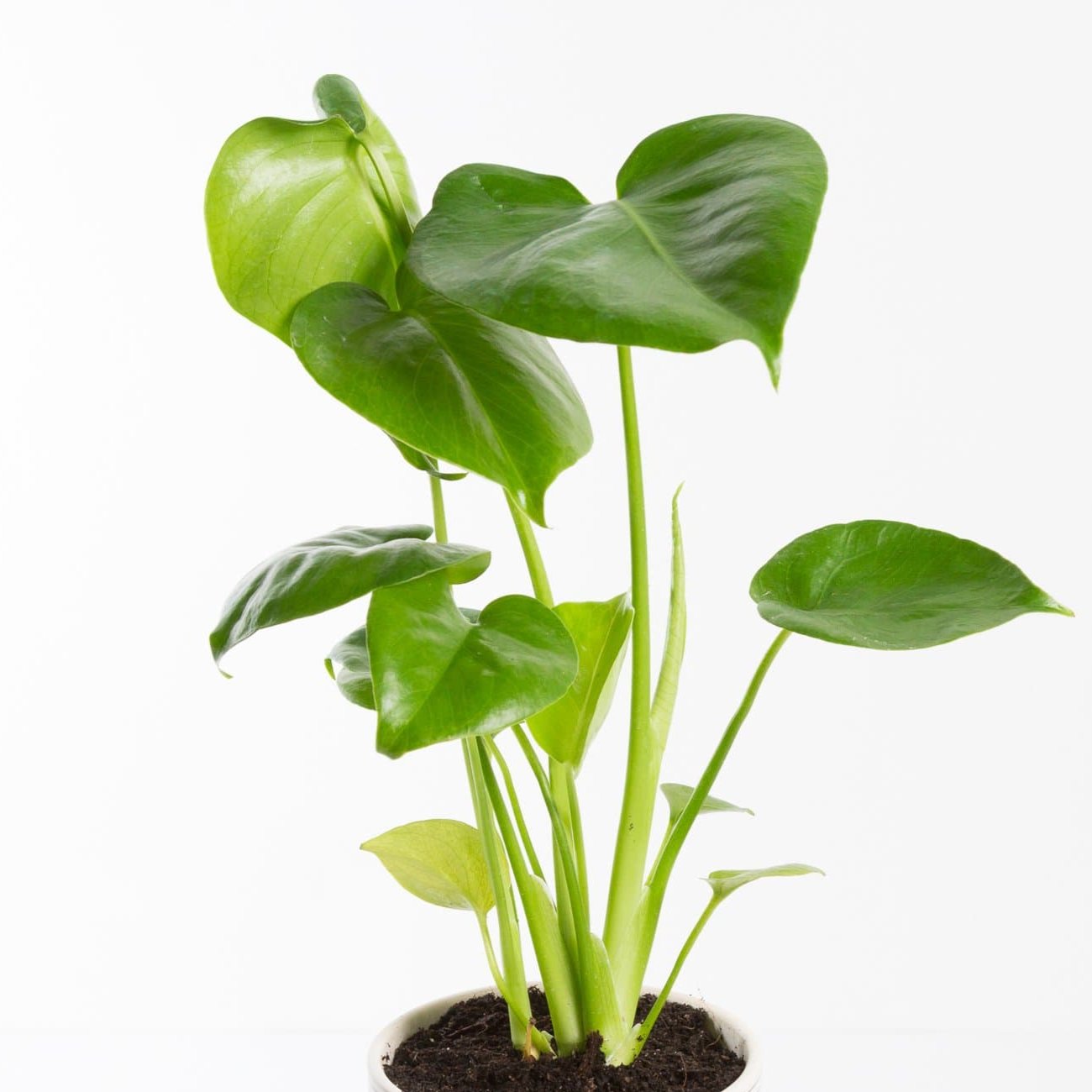 Urban Sprouts Plant Monstera 'Deliciosa'