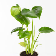 Urban Sprouts Plant Monstera 'Deliciosa'