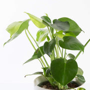 Urban Sprouts Plant Monstera 'Deliciosa'