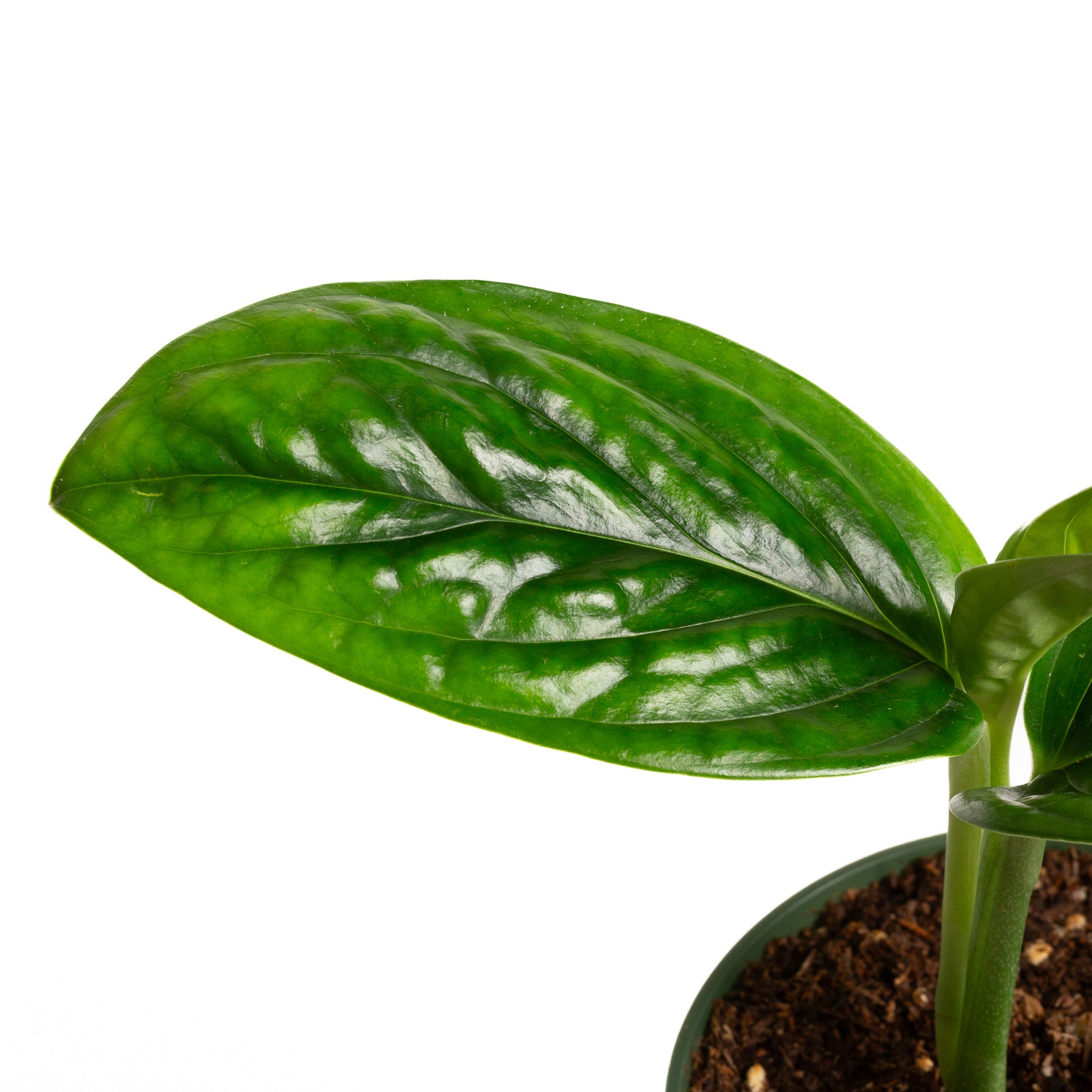 Monstera 'Peru' 4" - Urban Sprouts