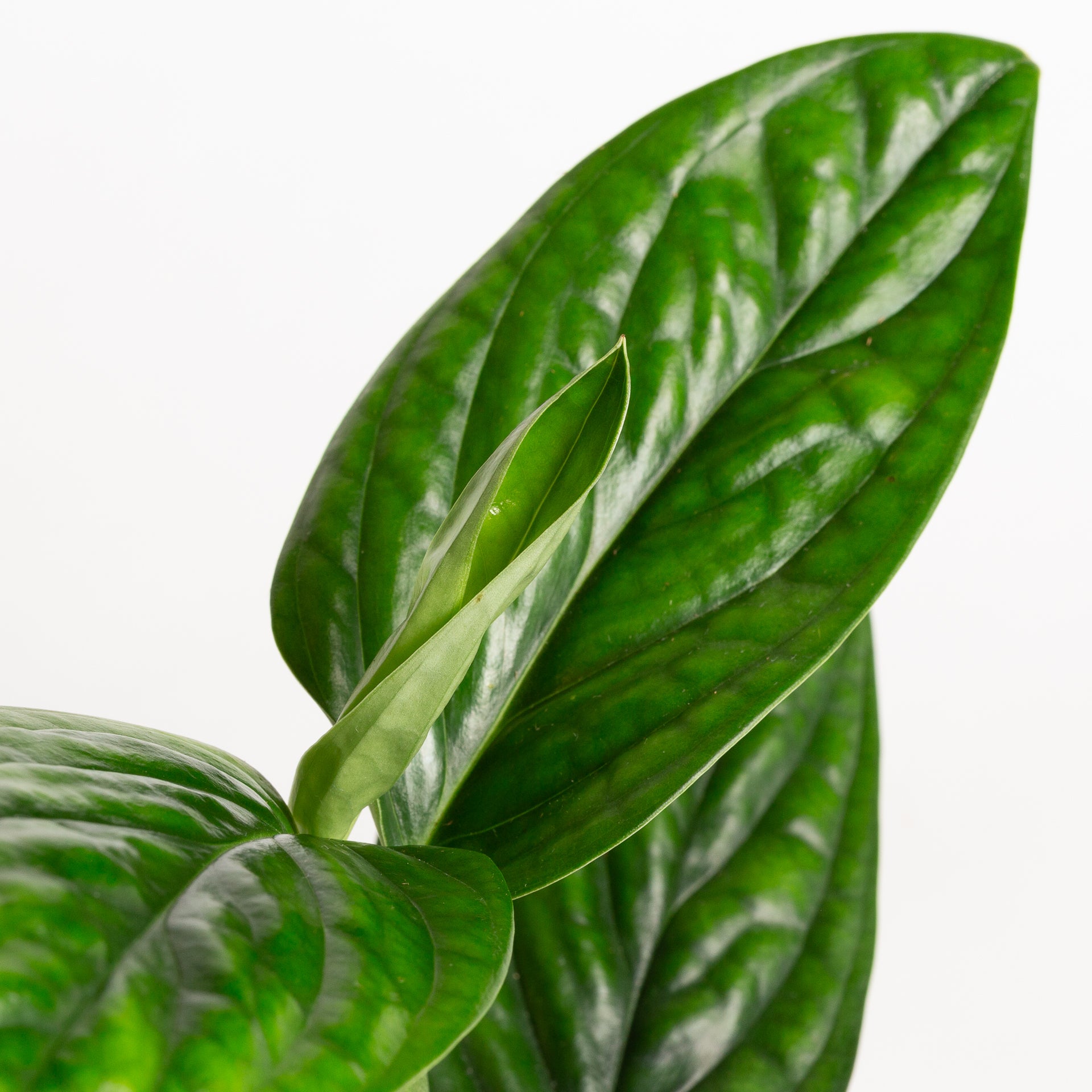 Monstera 'Peru' 4" - Urban Sprouts