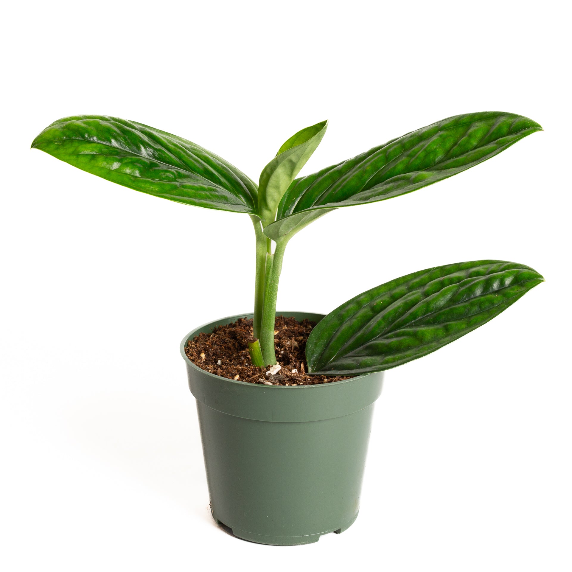 Monstera 'Peru' 4" - Urban Sprouts