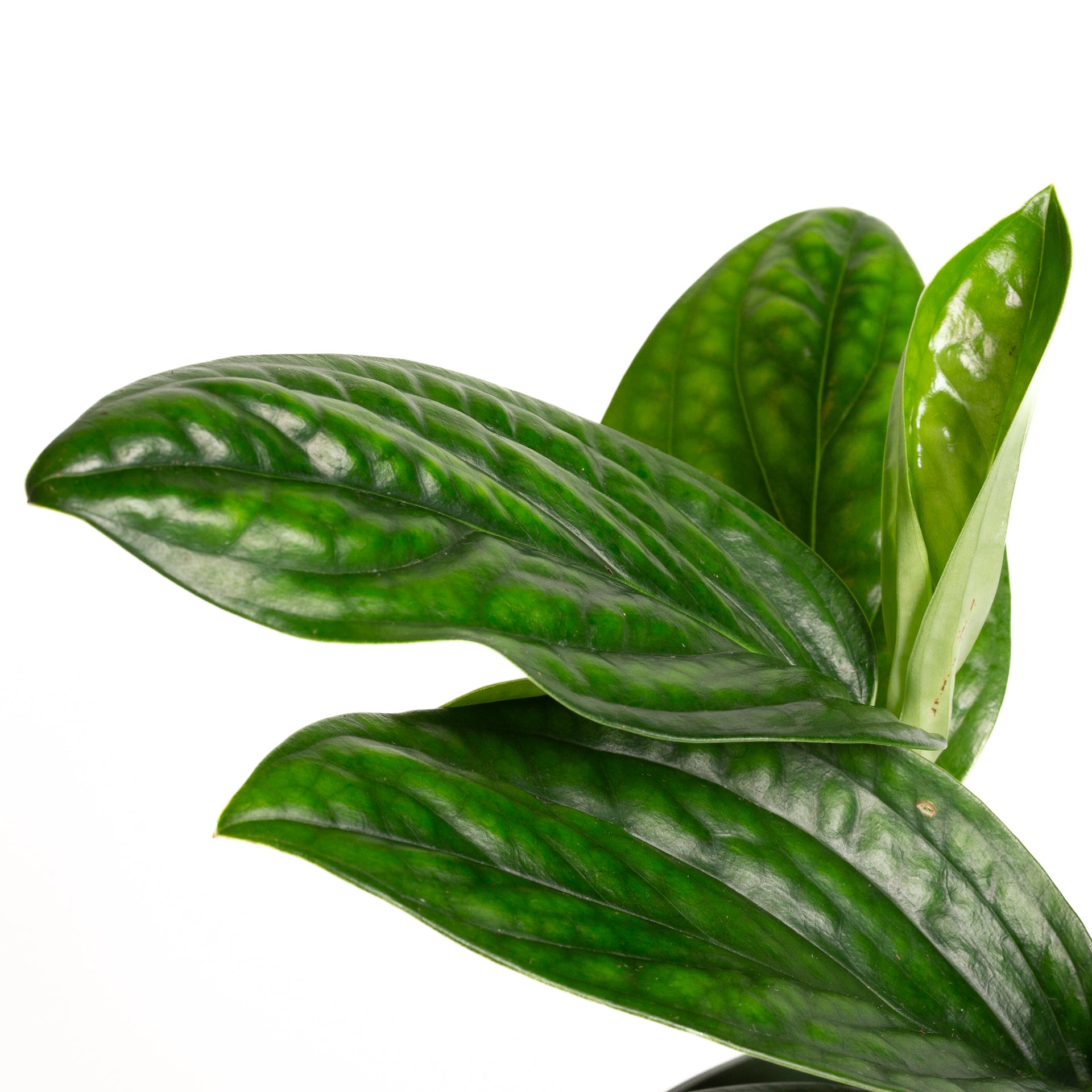 Monstera 'Peru' 6" - Urban Sprouts