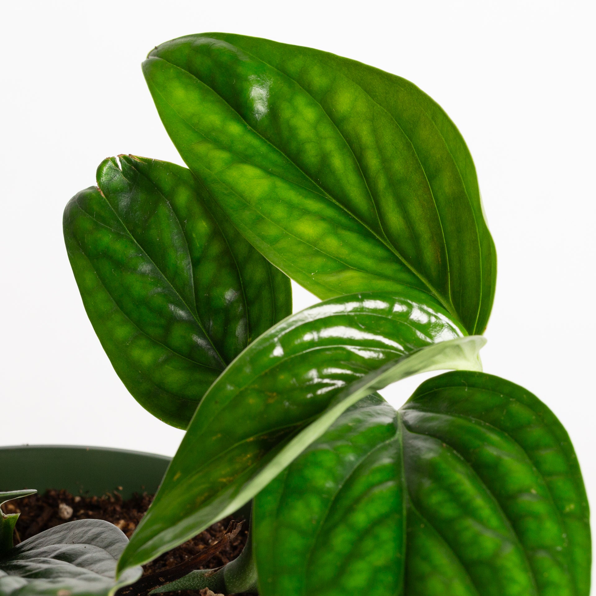 Monstera 'Peru' 6" - Urban Sprouts