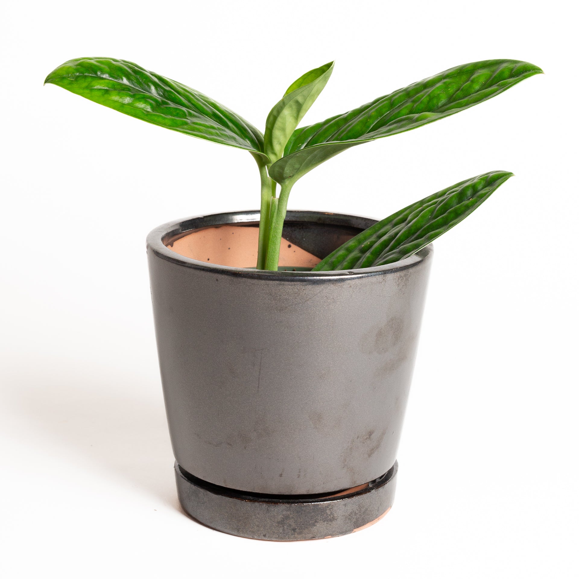 Monstera 'Peru' 6" - Urban Sprouts