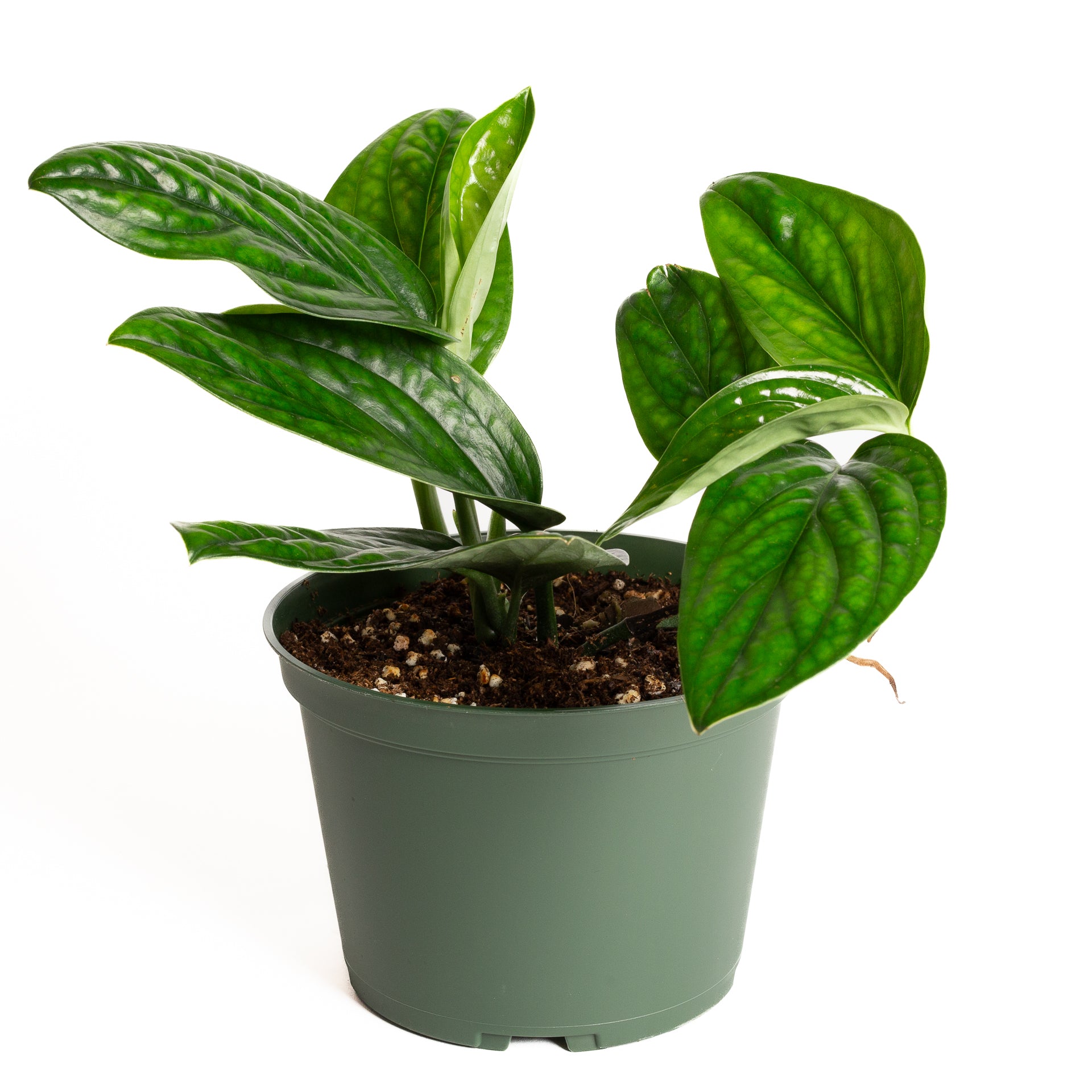 Monstera 'Peru' 6" - Urban Sprouts