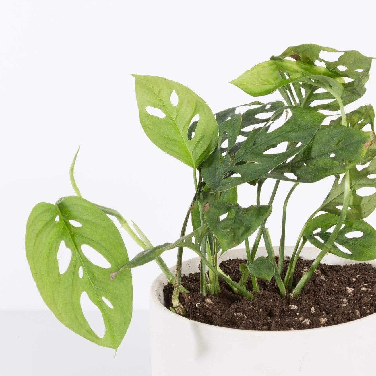 monstera sprouts Monstera 'Swiss Cheese' 6"