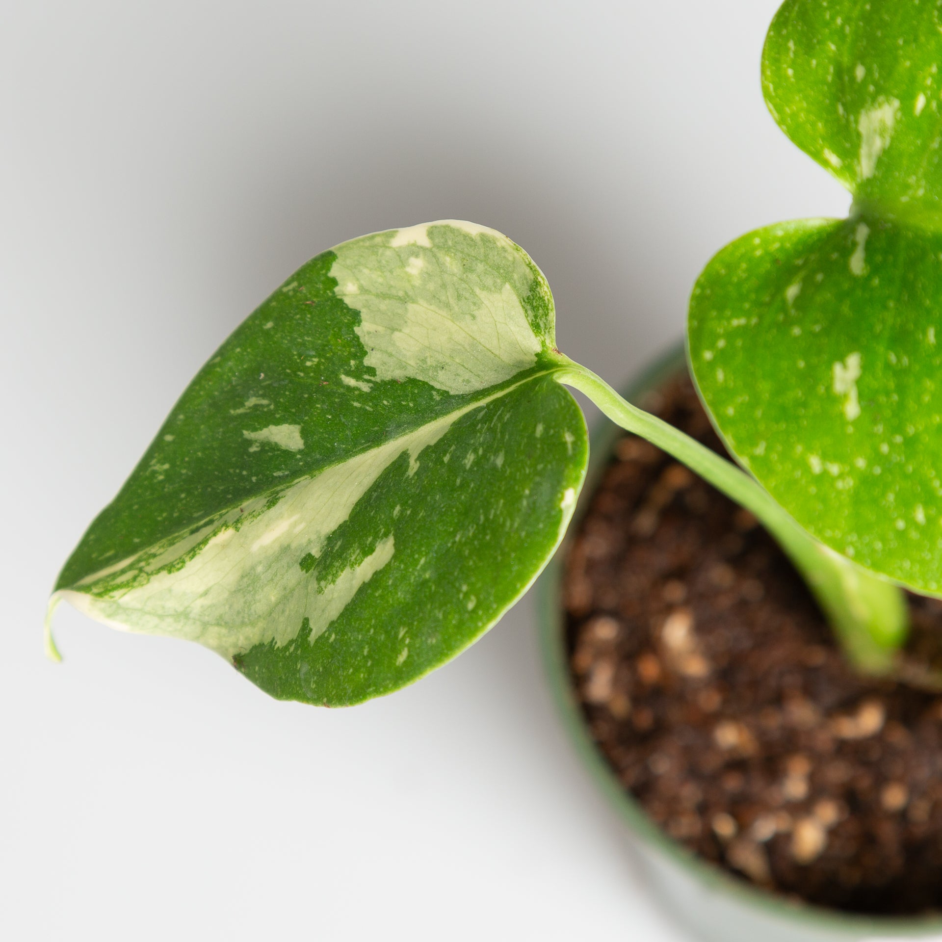 Monstera 'Thai Constellation' 4" - Urban Sprouts