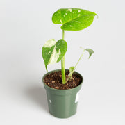 Monstera 'Thai Constellation' 4" - Urban Sprouts