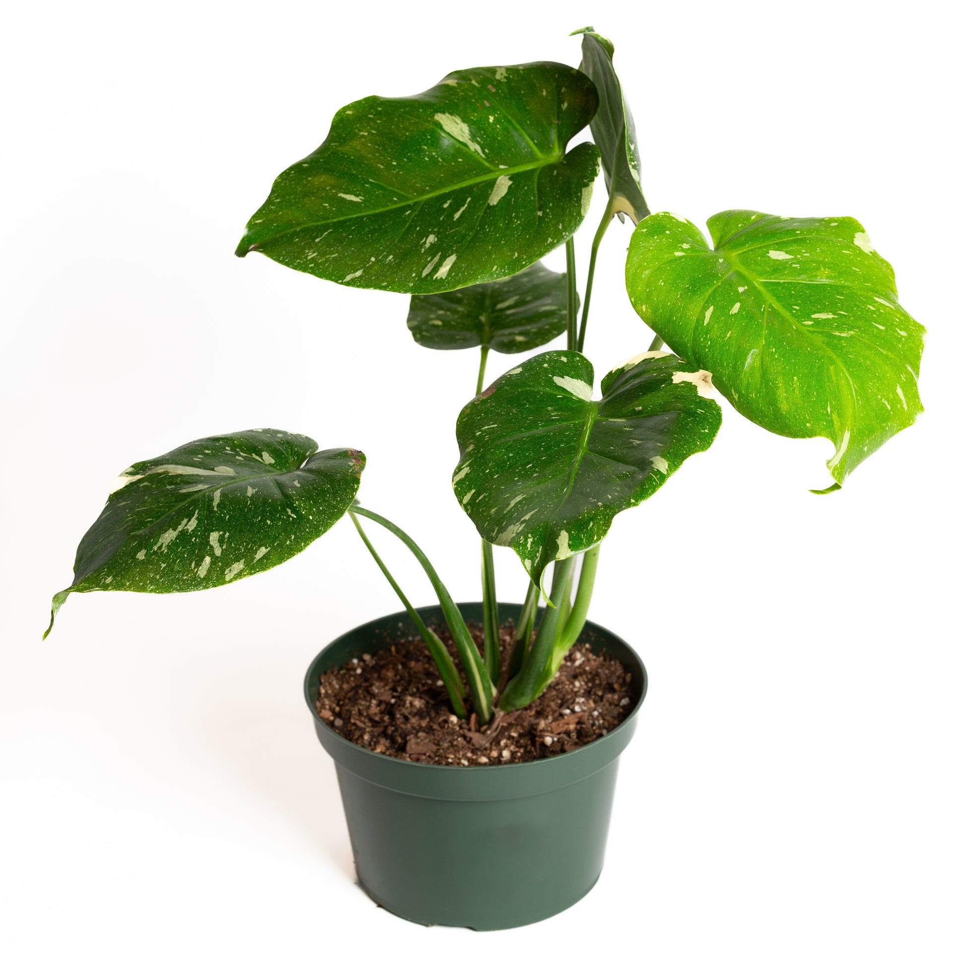 Monstera 'Thai Constellation' 8" - Urban Sprouts