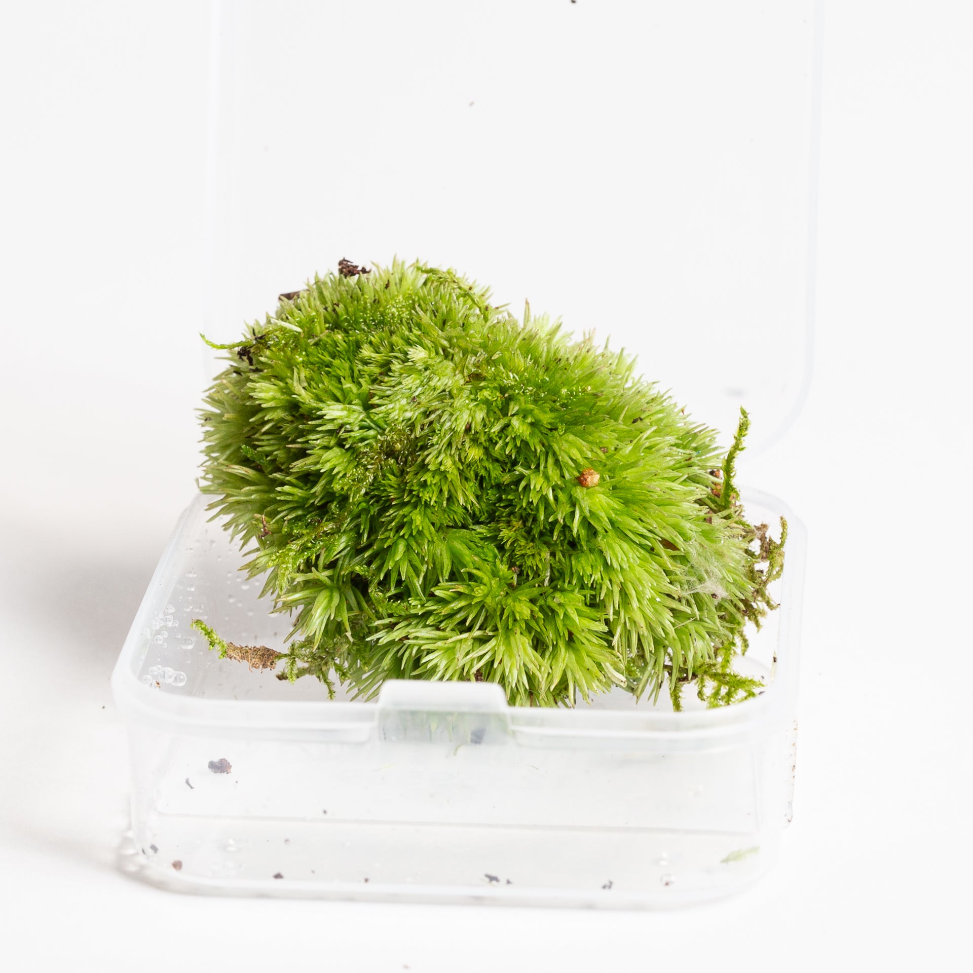 Moss 'Cushion' - Small - Urban Sprouts