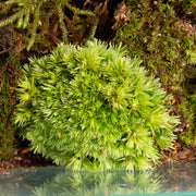 Moss 'Cushion' - Small - Urban Sprouts