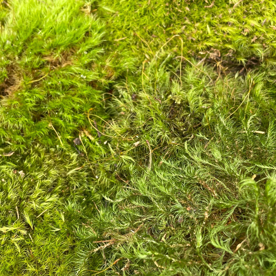 Moss 'Mood'