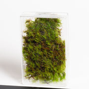 Moss 'Mood'