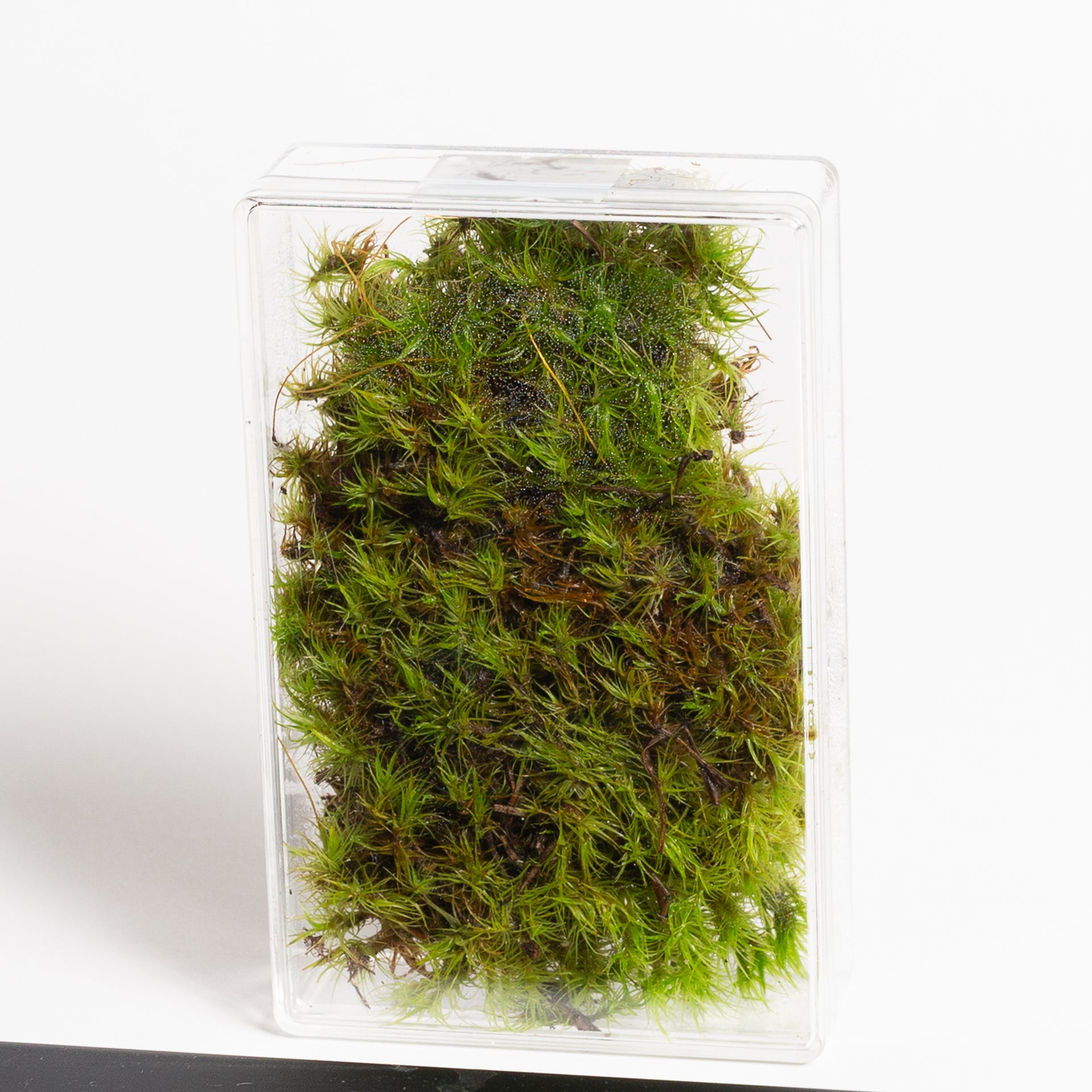 Moss 'Mood'