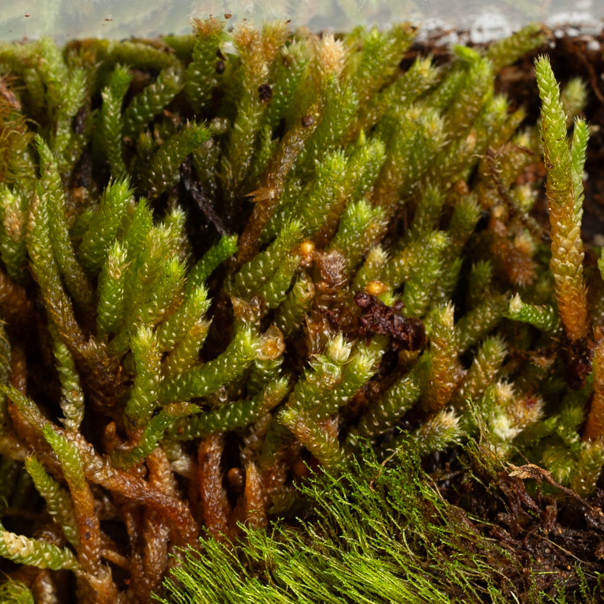 Moss 'Spoon Leaved'