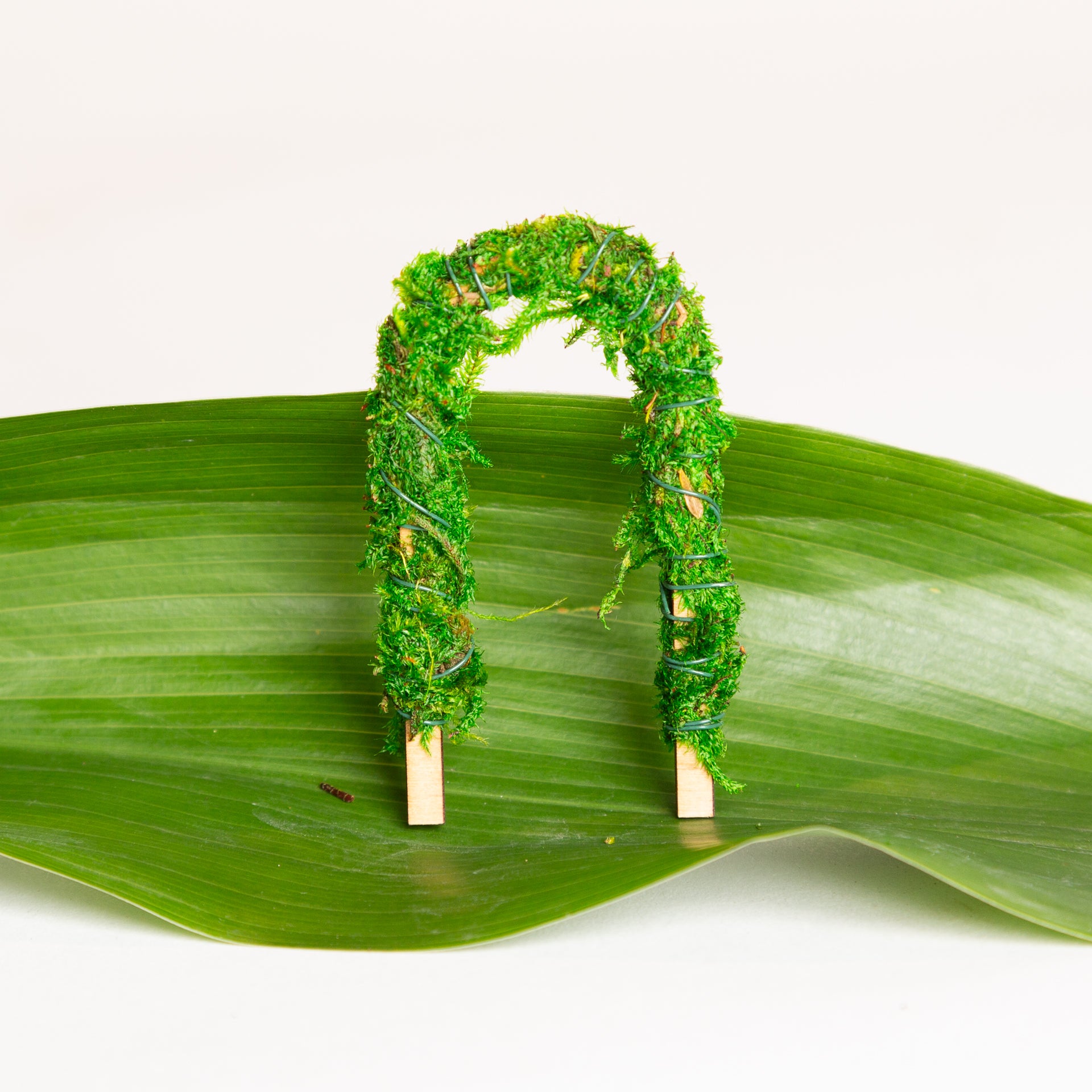 Moss arch - Urban Sprouts