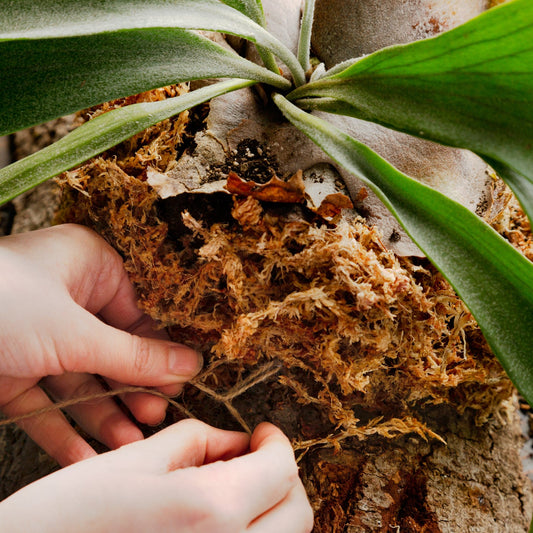 5/18 @ 2:00 PM Mount A Fern Workshop