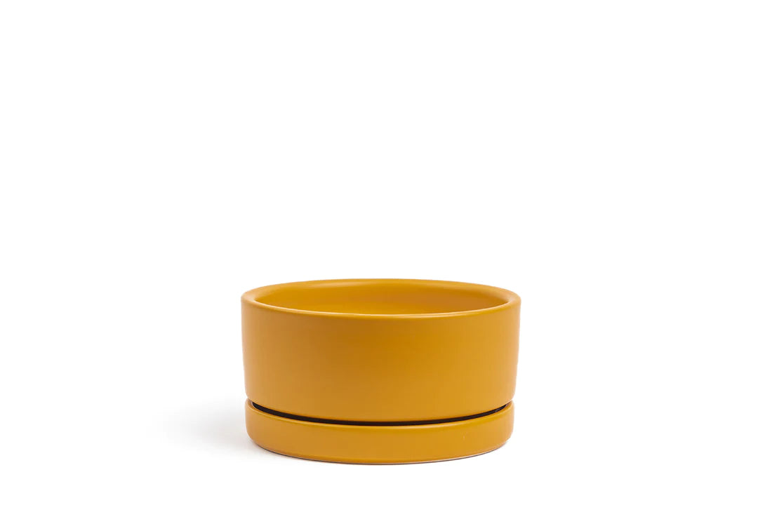 6.5" Mustard Low Bowl Planter - Urban Sprouts