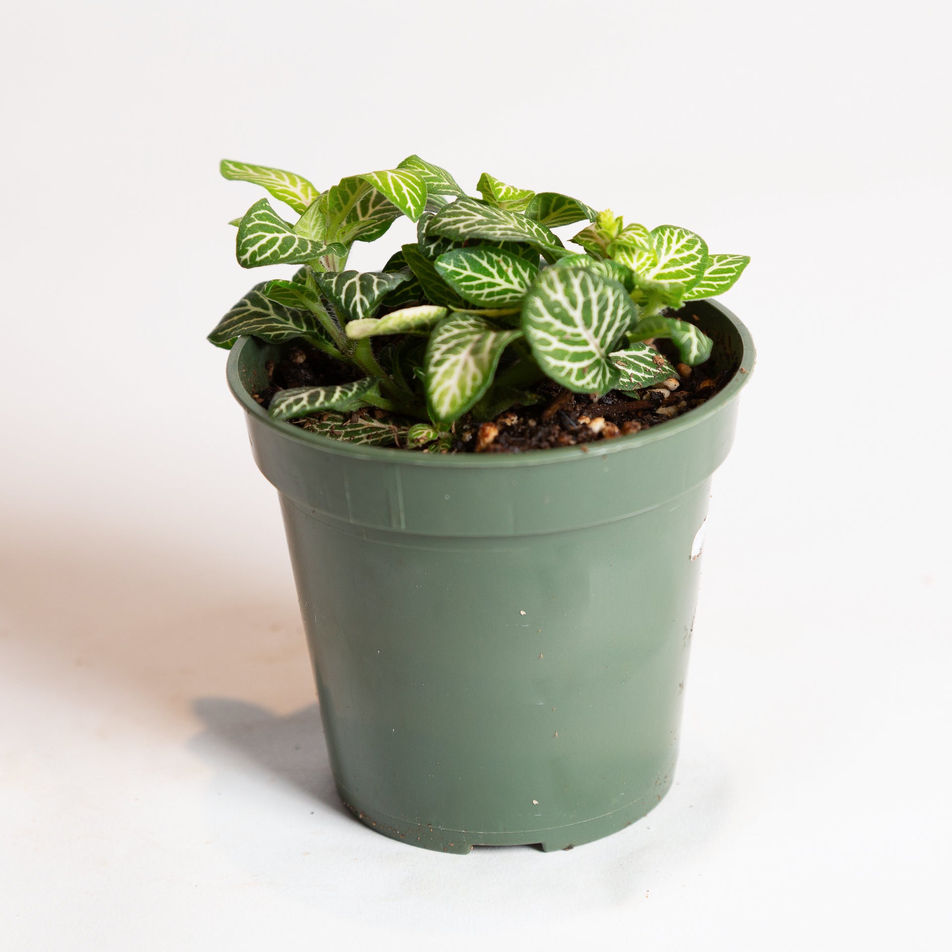 Nerve Plant 'Jolly Lemon' 4" - Urban Sprouts