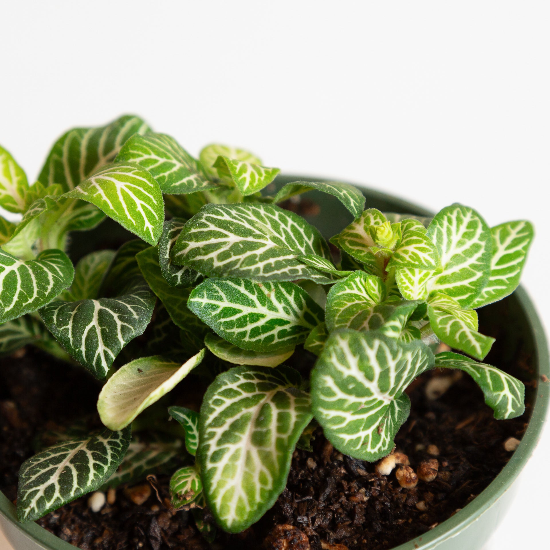 Nerve Plant 'Jolly Lemon' 4" - Urban Sprouts