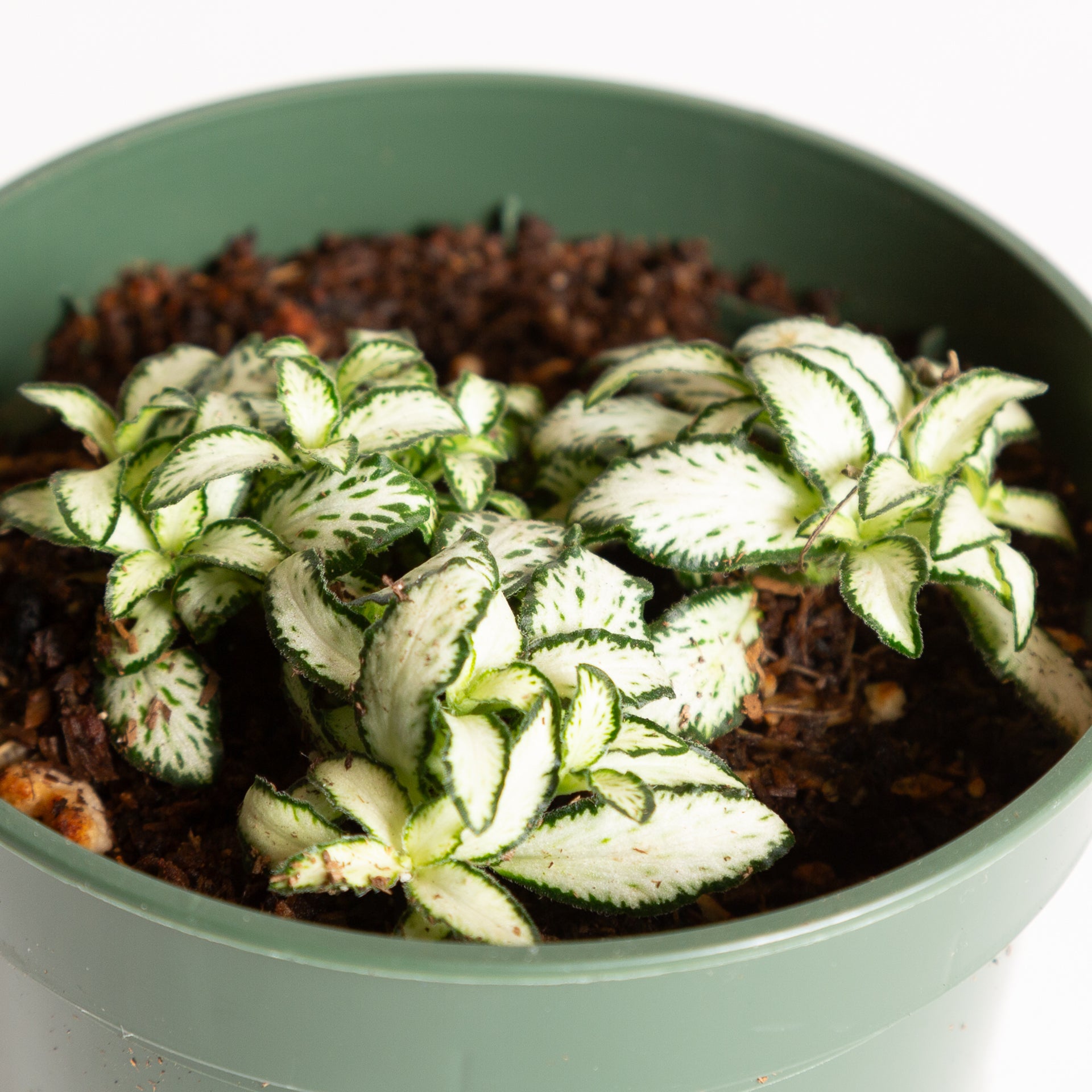 Nerve Plant 'Lovers' 4" - Urban Sprouts