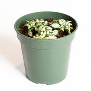 Nerve Plant 'Lovers' 4" - Urban Sprouts