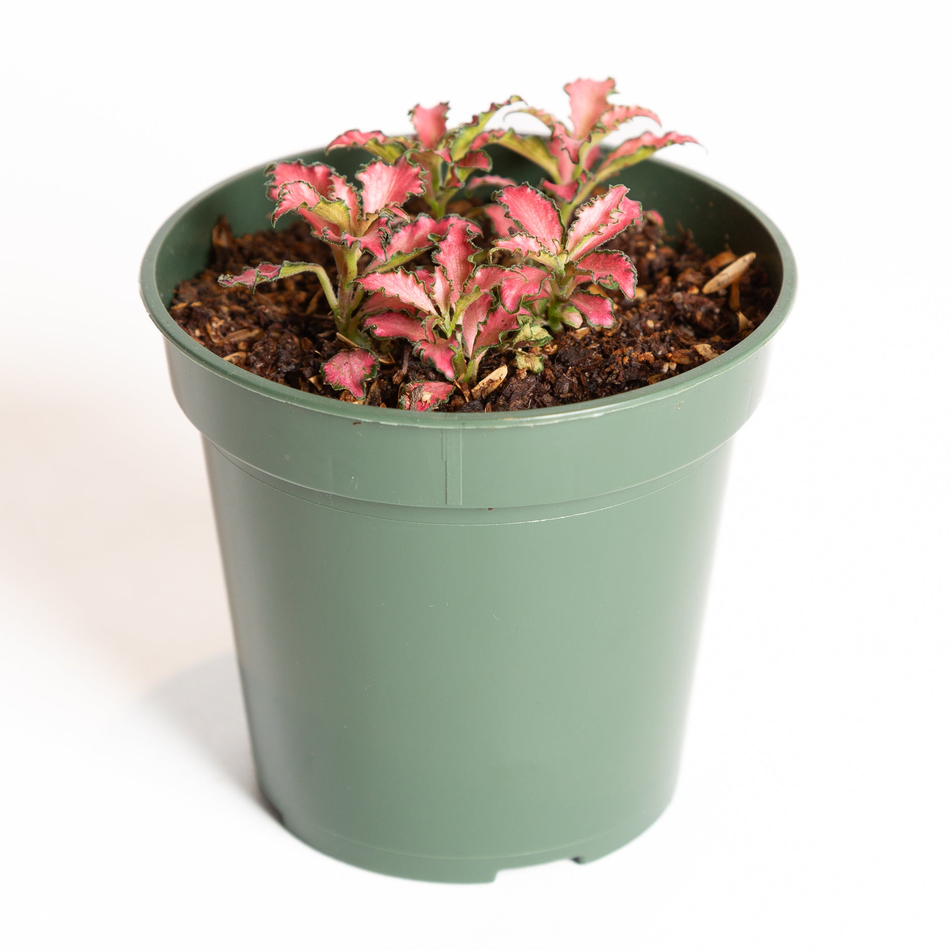 Nerve Plant 'Pink Anne' 4" - Urban Sprouts