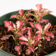 Nerve Plant 'Pink Anne' 4" - Urban Sprouts