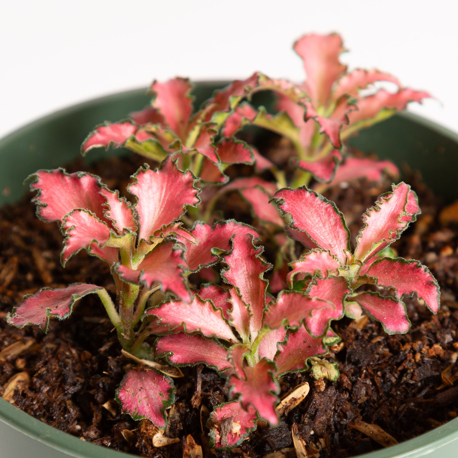 Nerve Plant 'Pink Anne' 4" - Urban Sprouts