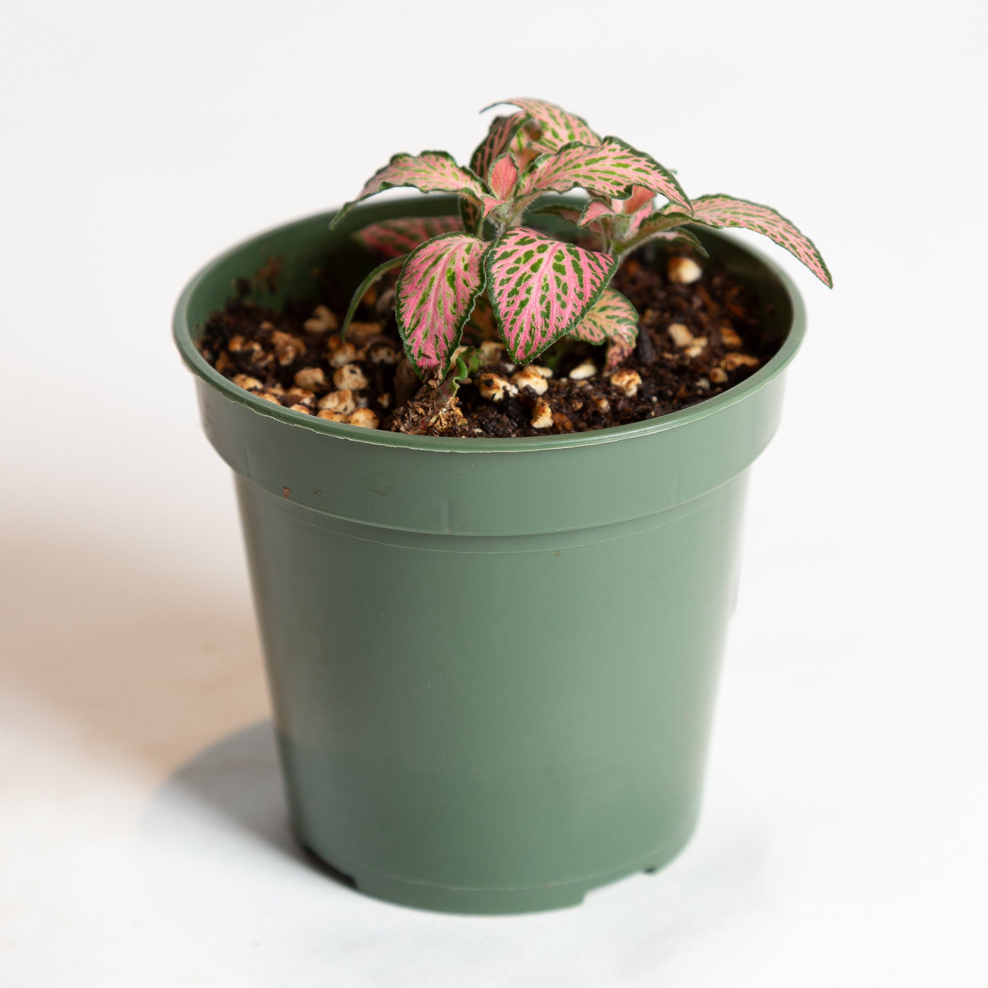 Nerve Plant 'Pink Forest Flame' 4" - Urban Sprouts