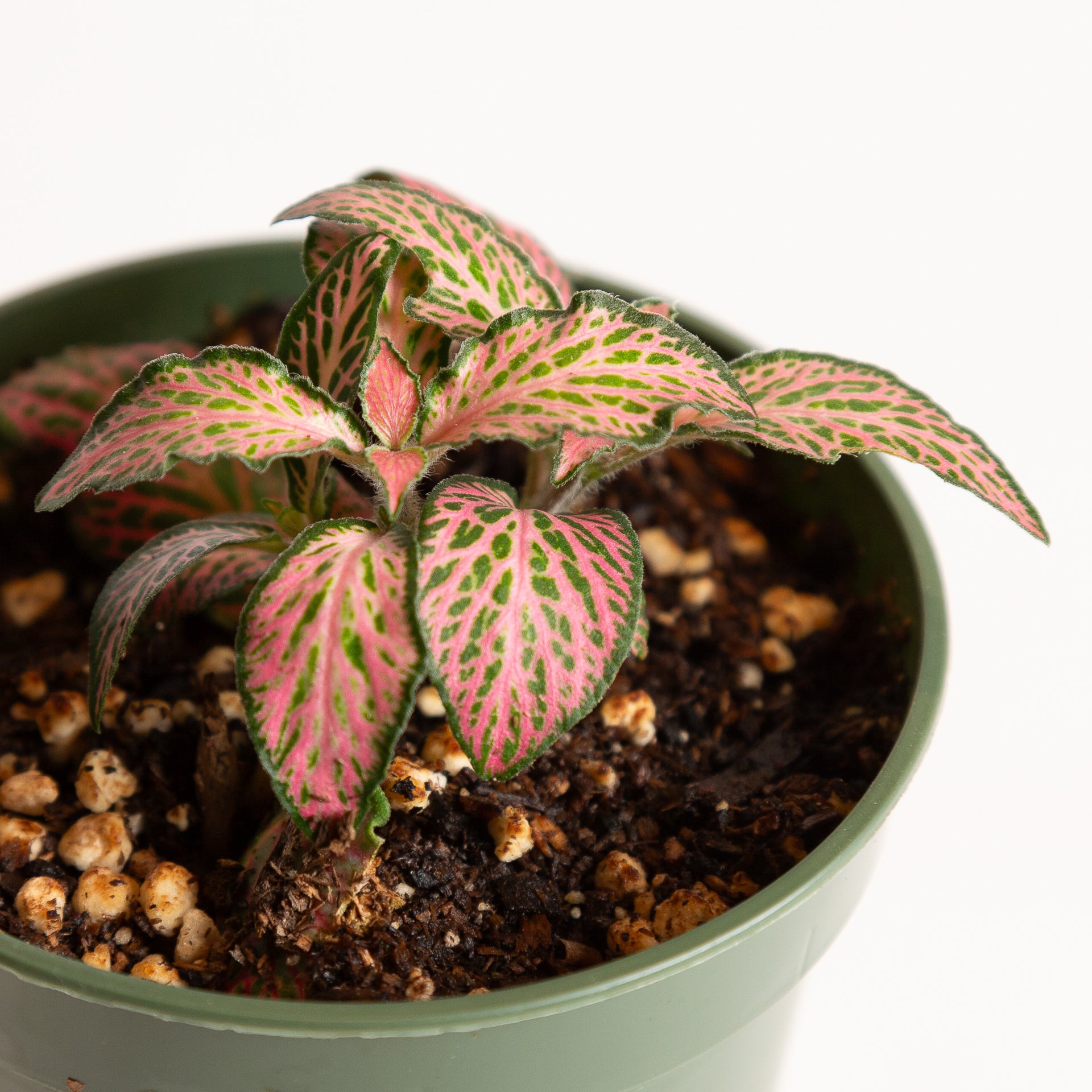 Nerve Plant 'Pink Forest Flame' 4" - Urban Sprouts