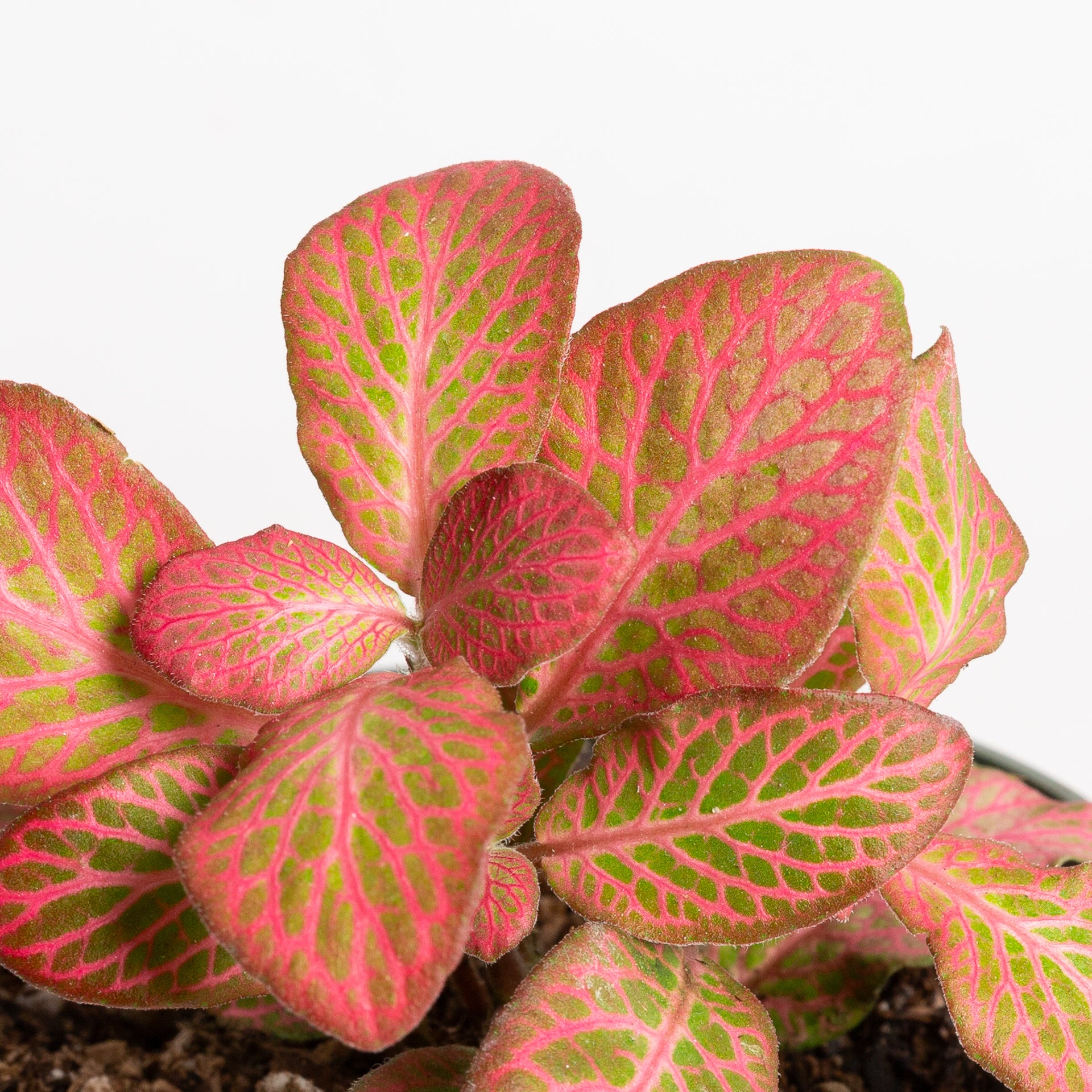 Nerve Plant 'Pink Special' 4"