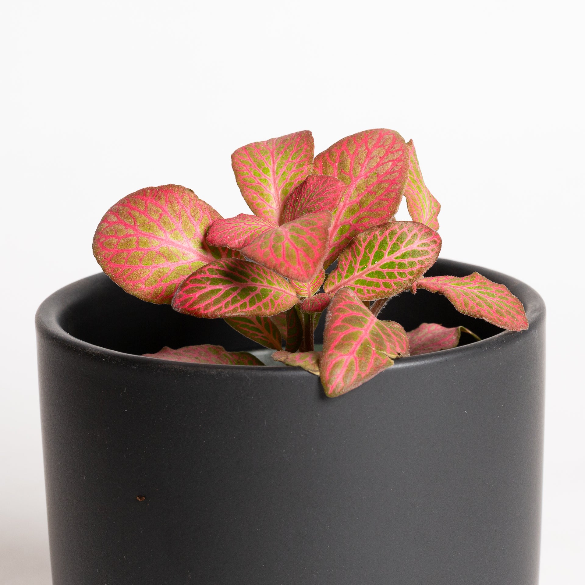 Nerve Plant 'Pink Special' 4"