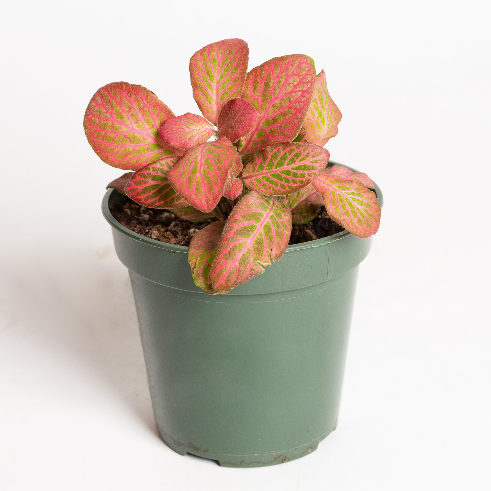 Nerve Plant 'Pink Special' 4"