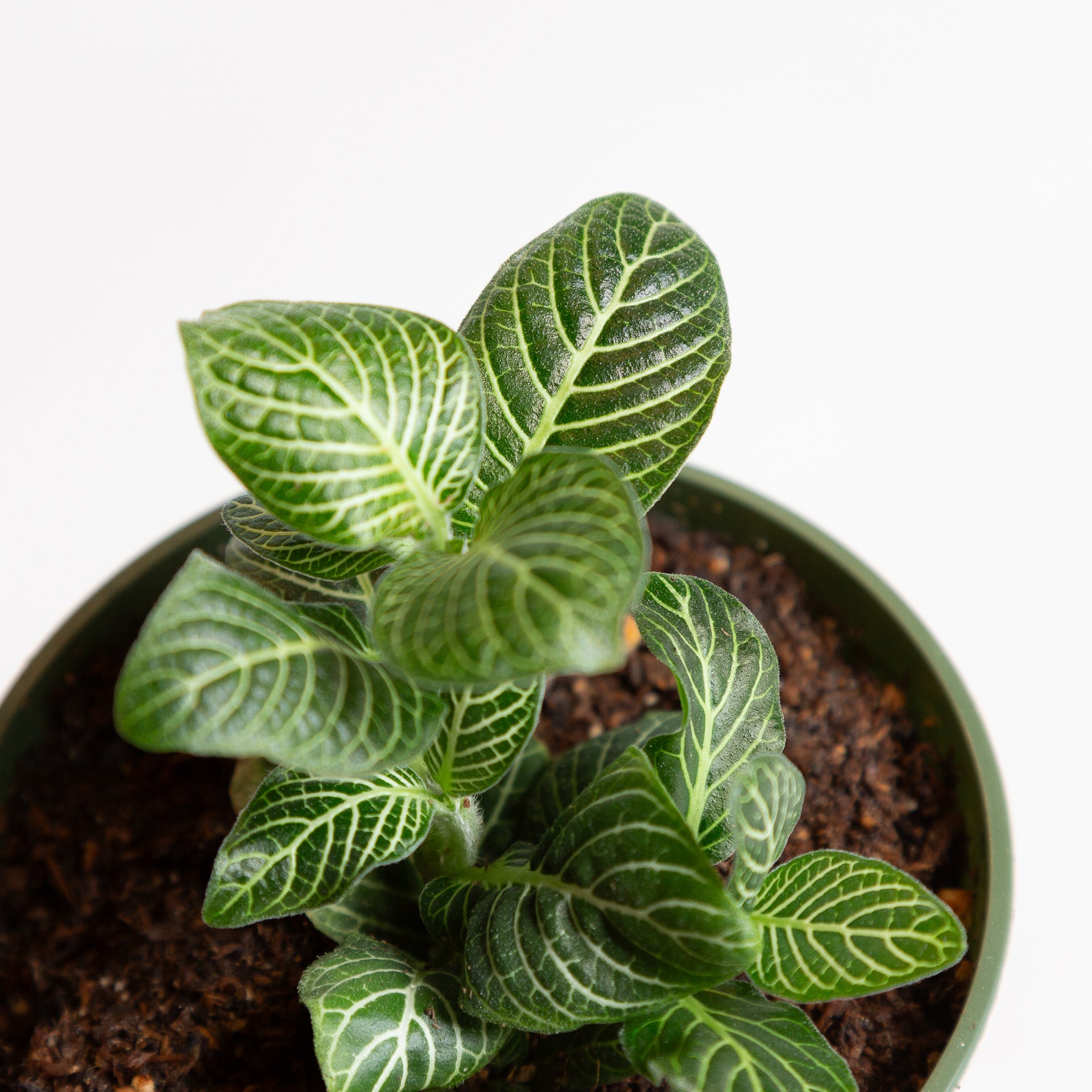 Nerve Plant 'Purple Snow' 4" - Urban Sprouts