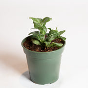 Nerve Plant 'Purple Snow' 4" - Urban Sprouts