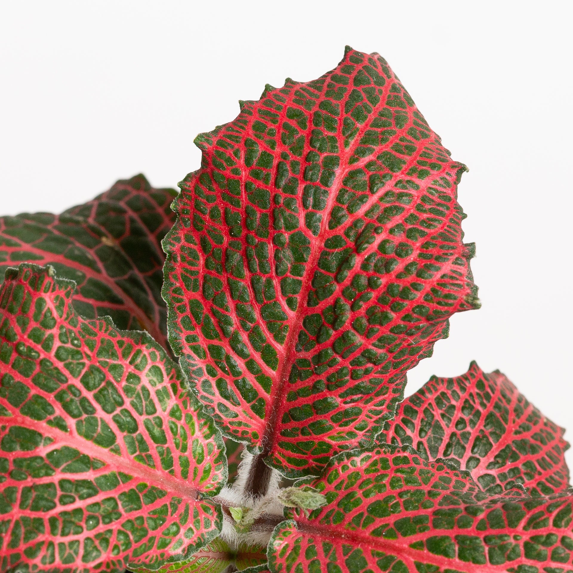 Nerve Plant 'Red Anne' 4" - Urban Sprouts