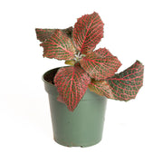 Nerve Plant 'Red Anne' 4" - Urban Sprouts