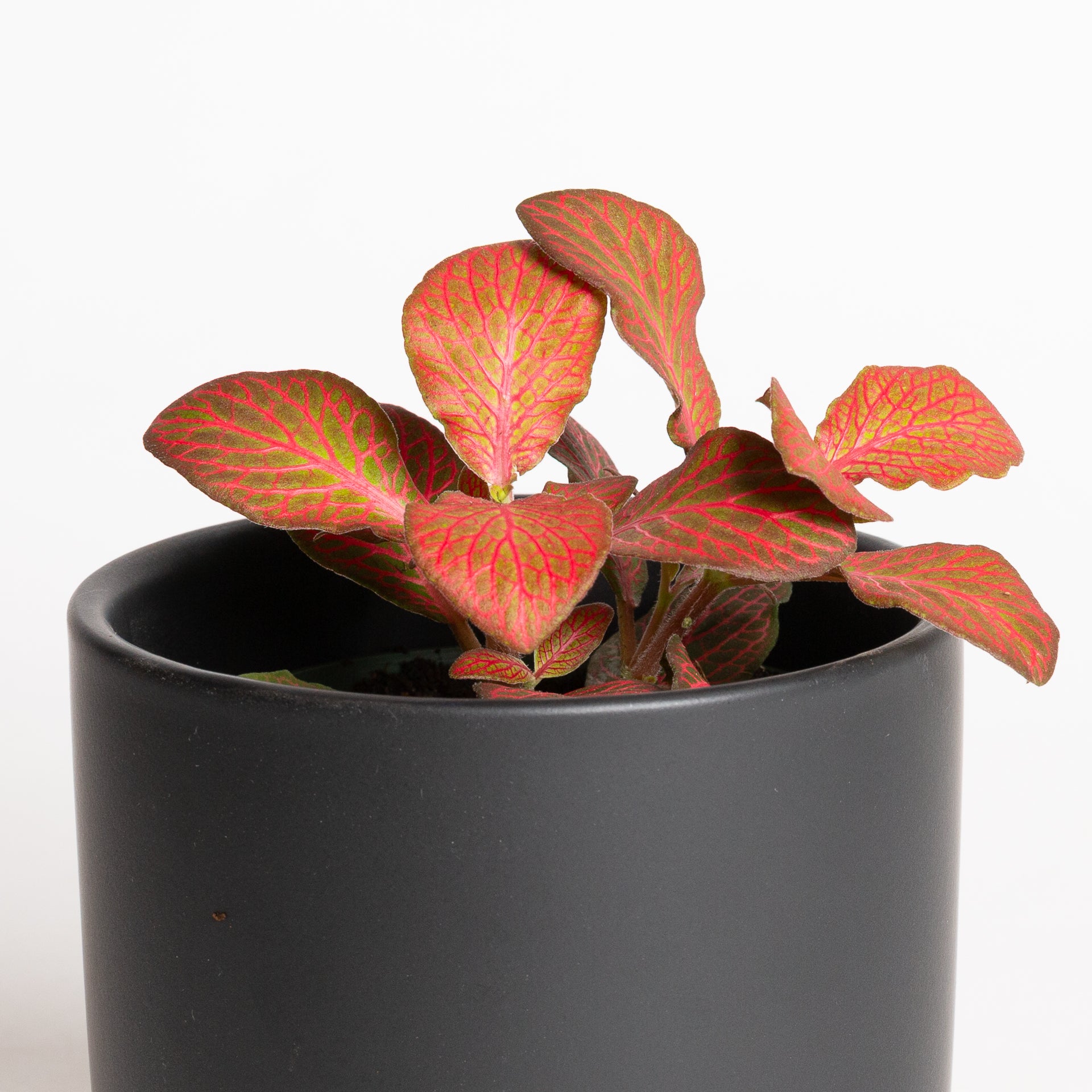 Nerve Plant 'Red Cloud' 4"