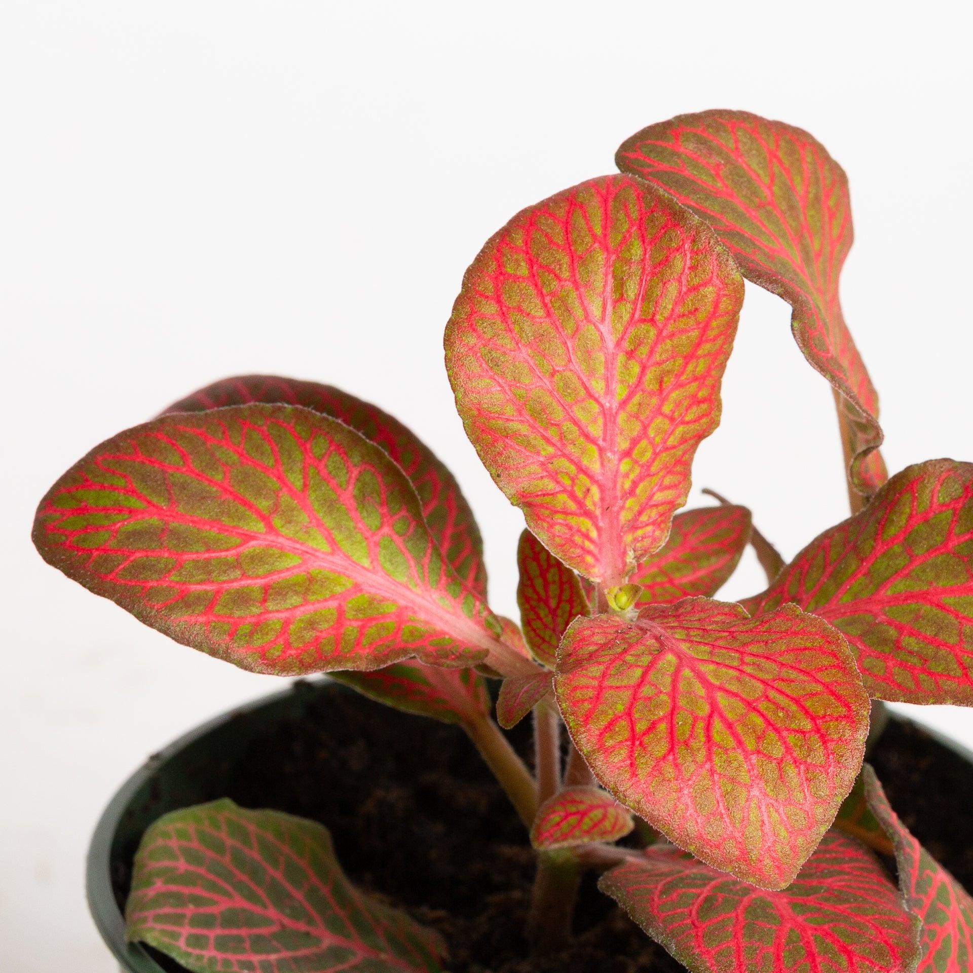 Nerve Plant 'Red Cloud' 4"