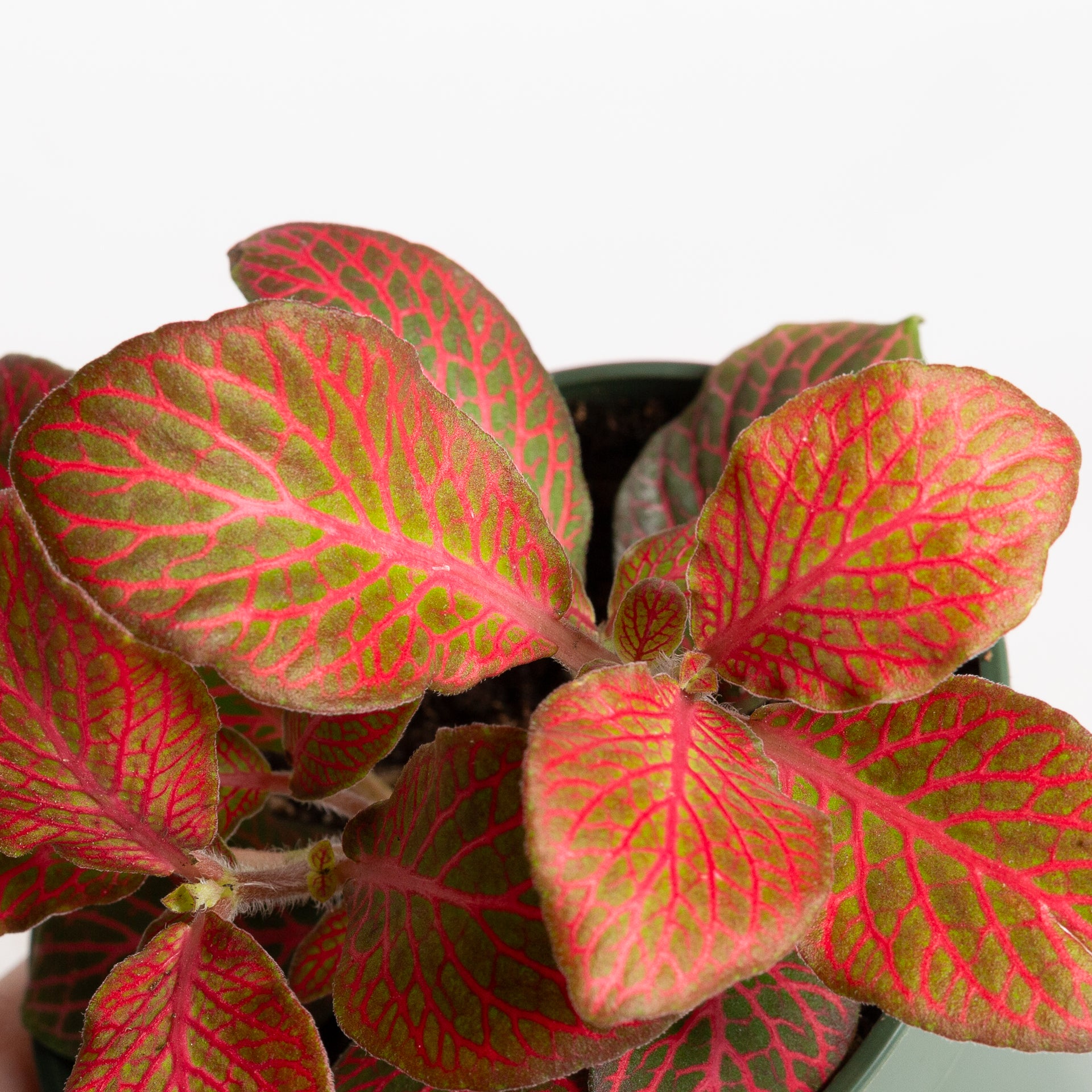 Nerve Plant 'Red Cloud' 4"