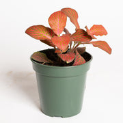 Nerve Plant 'Red Cloud' 4"