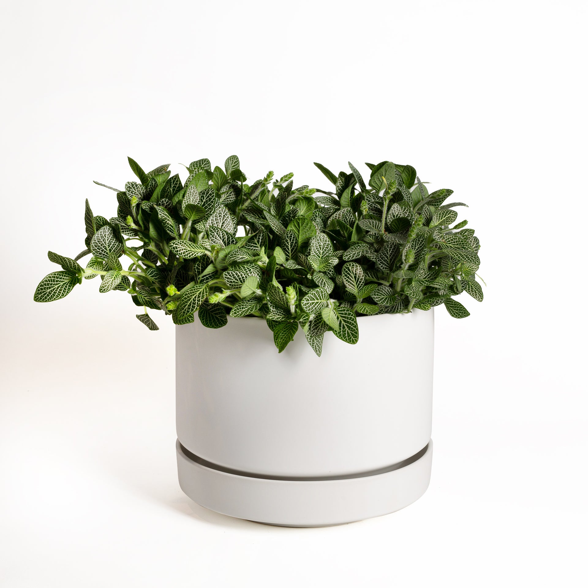 Nerve Plant 'Silver Vein' 8" - Urban Sprouts