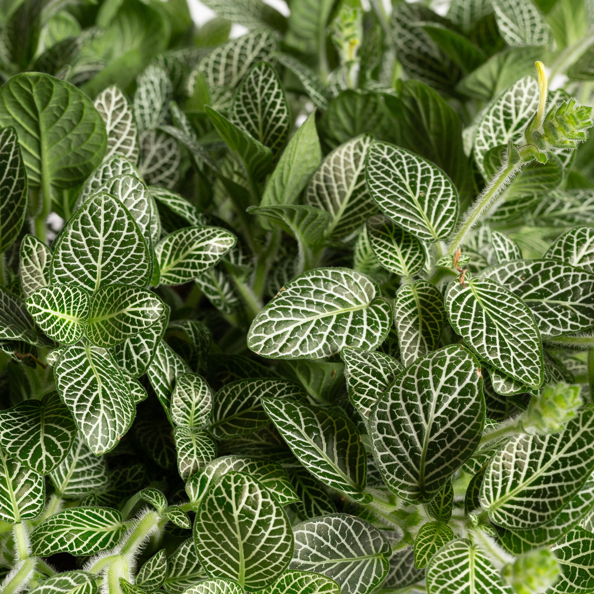 Nerve Plant 'Silver Vein' 8" - Urban Sprouts